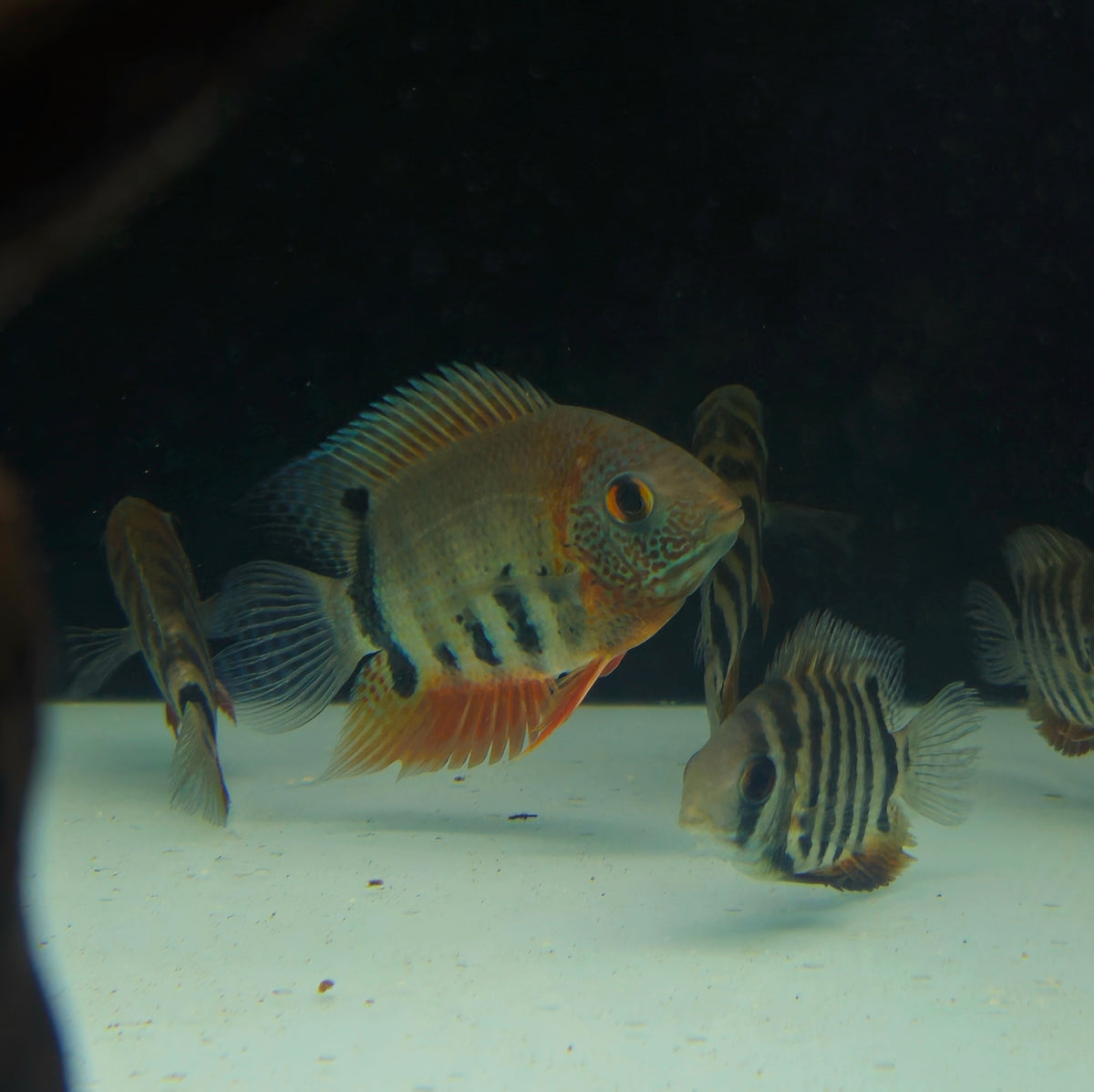 Red Shoulder Severum – Global Exoticquatics