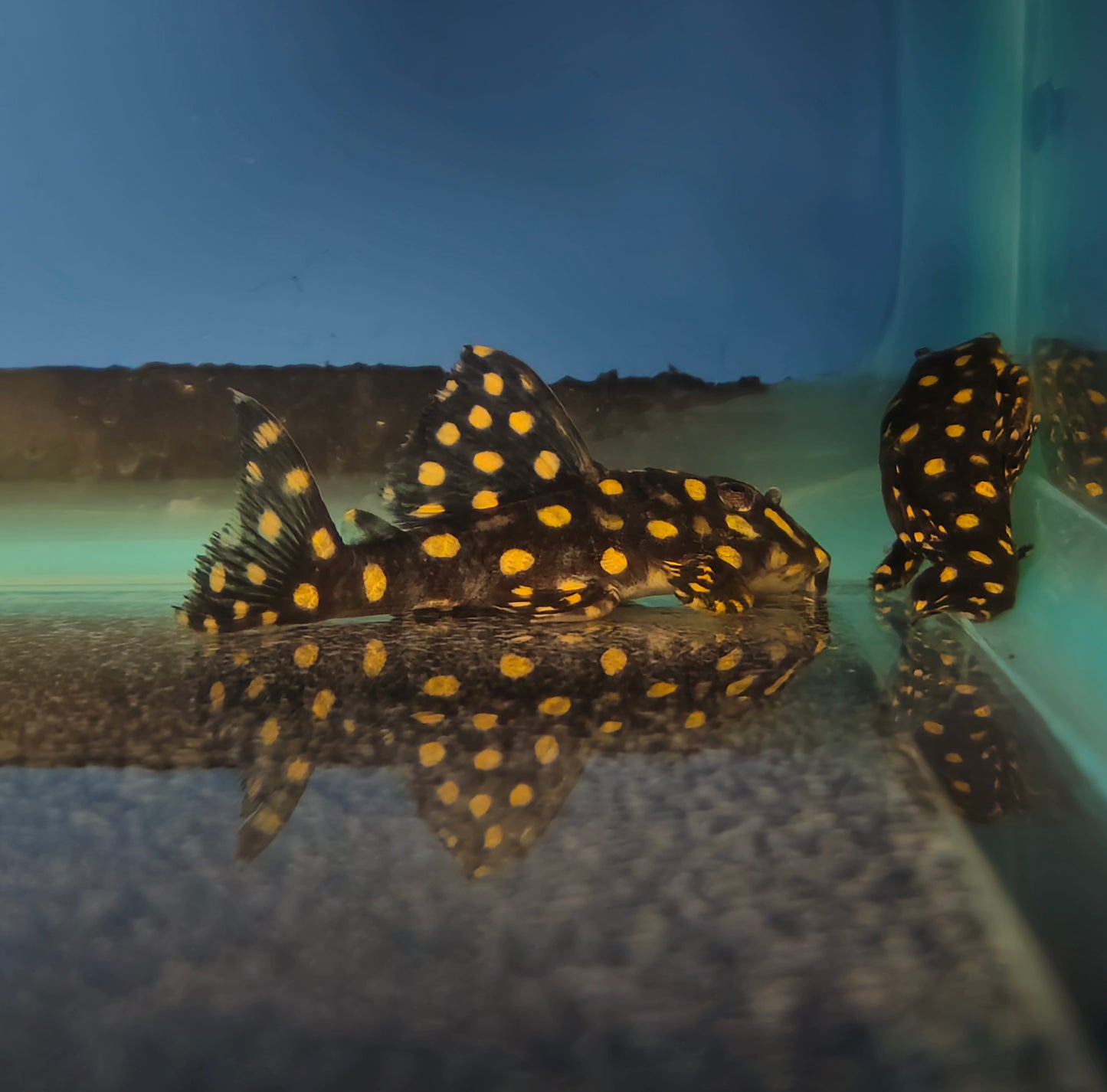 Big Spot Snowball Pleco