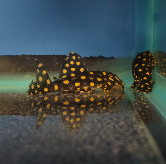 Big Spot Snowball Pleco