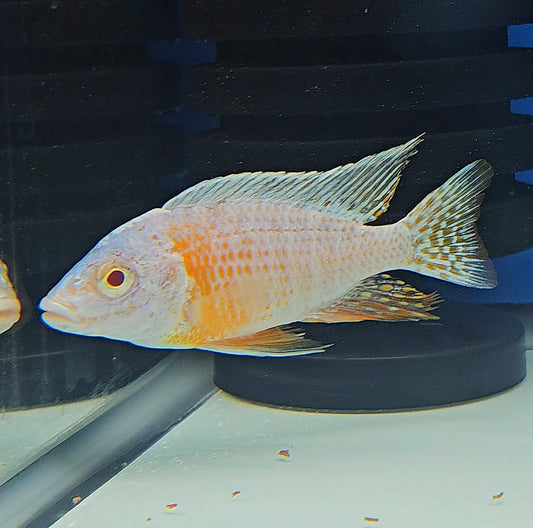 Albino Turkis