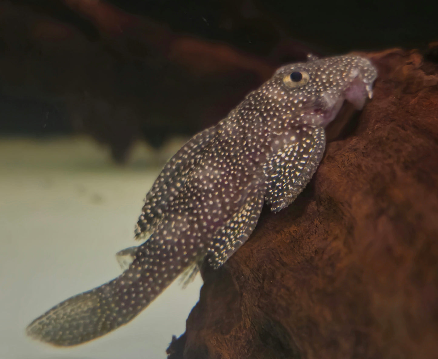 Stardust Pleco L262