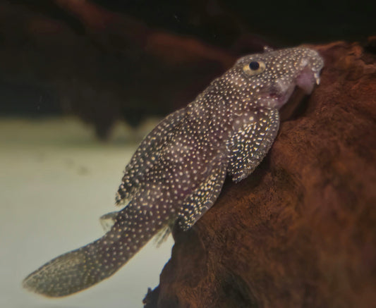 Stardust Pleco L262