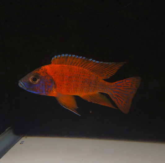 Super Red Ruby