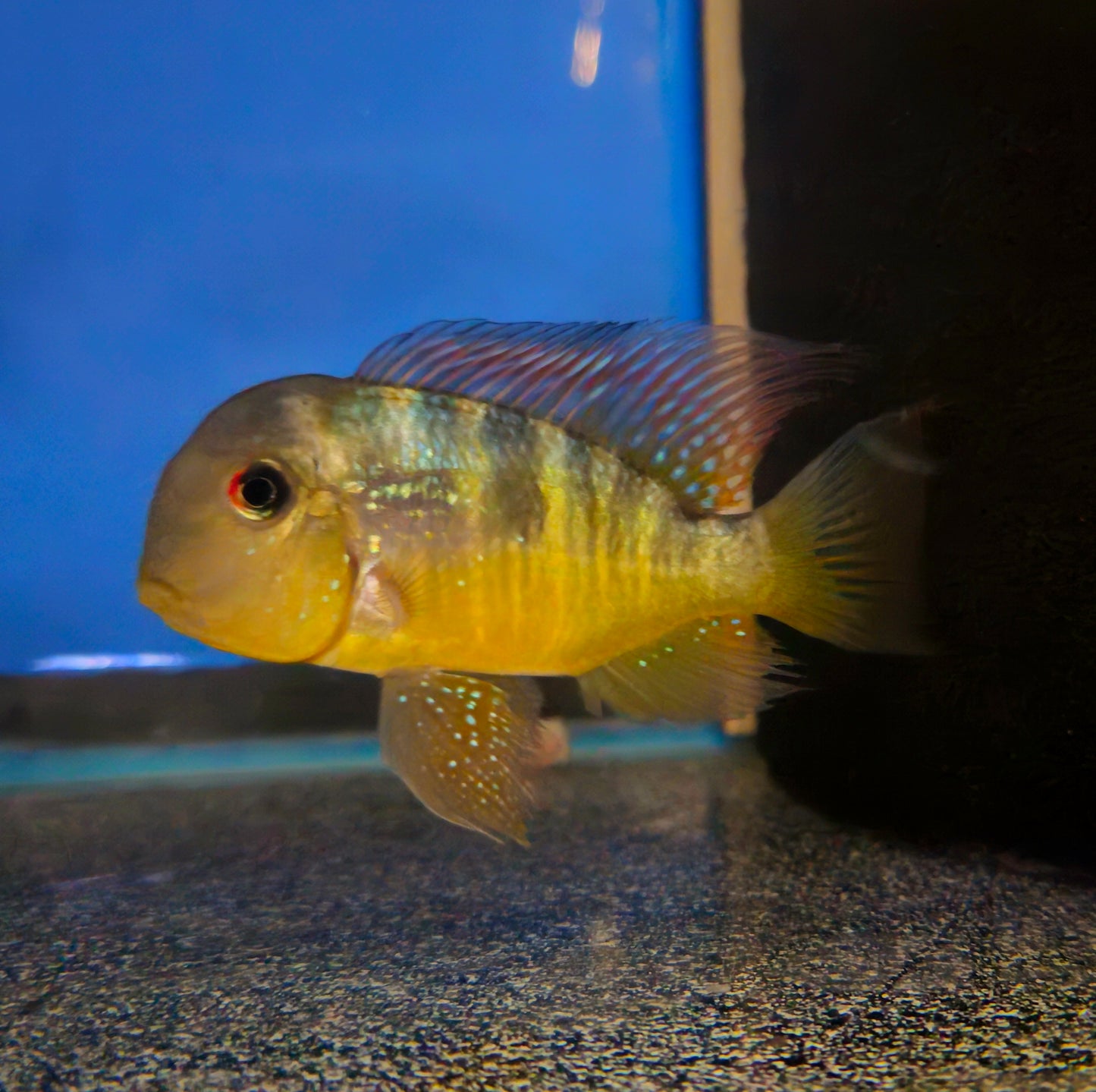 Geophagus Balzanii