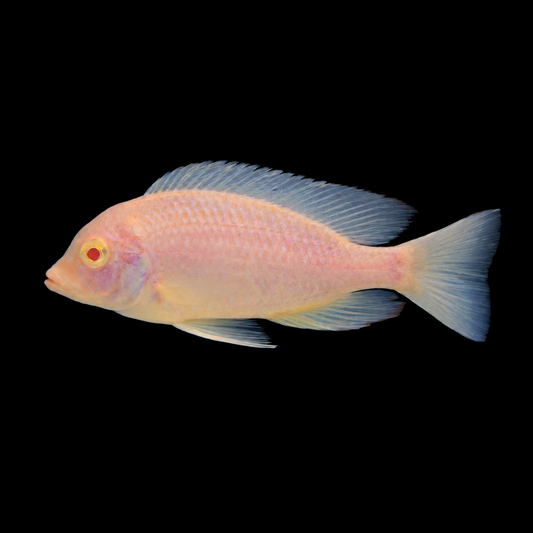 Albino Dolphin