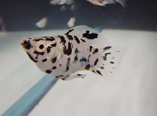 Marble Ballon Molly