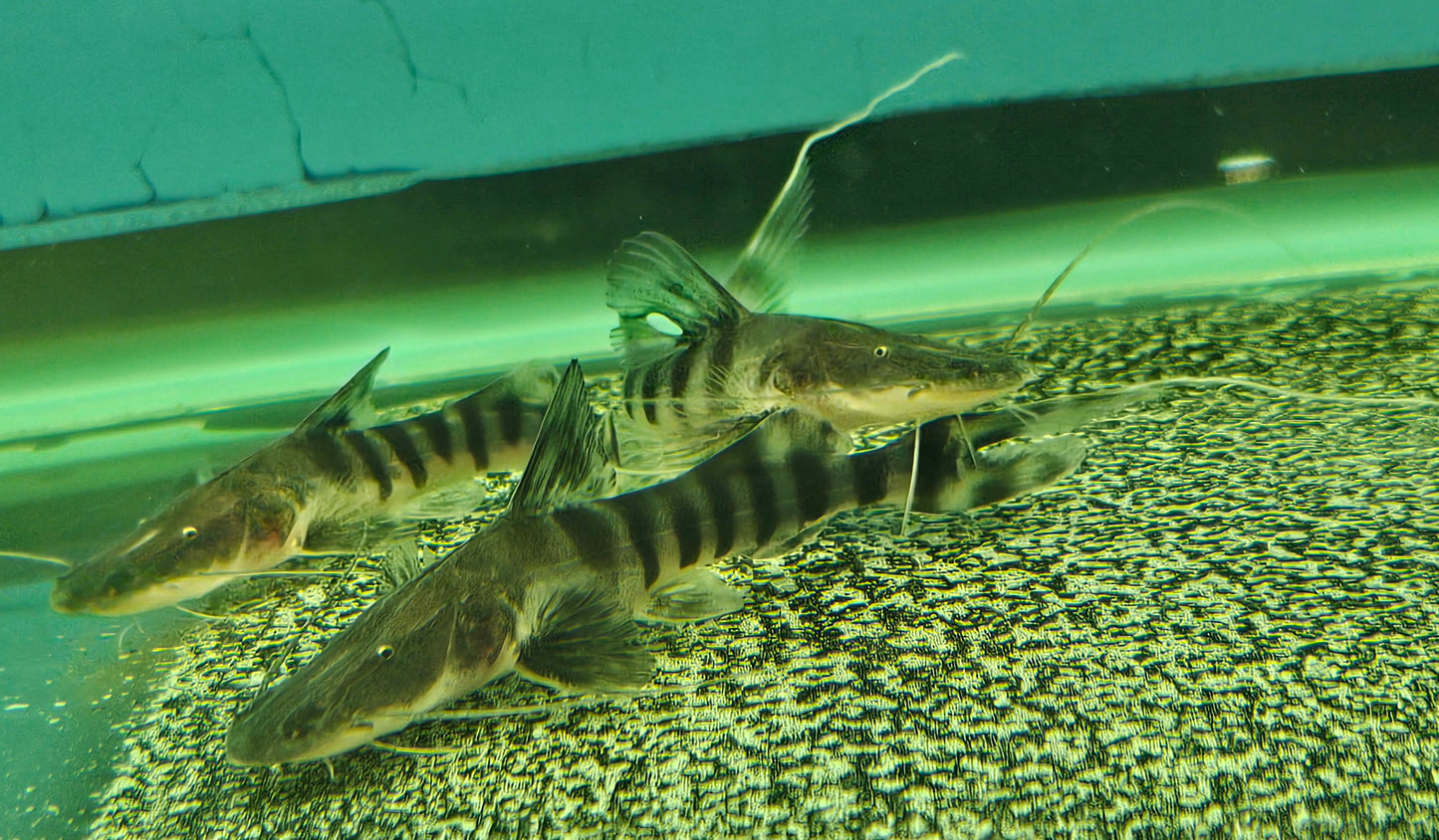 Tigrinus Catfish
