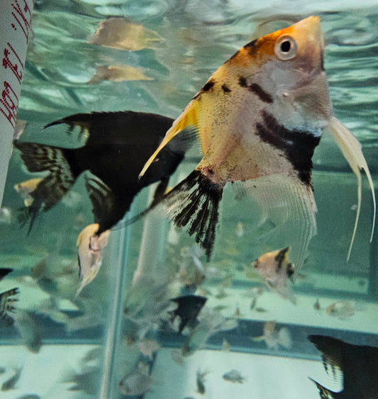 Assorted Fancy Angelfish