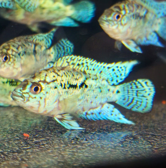 Electric Blue Jack Dempsey