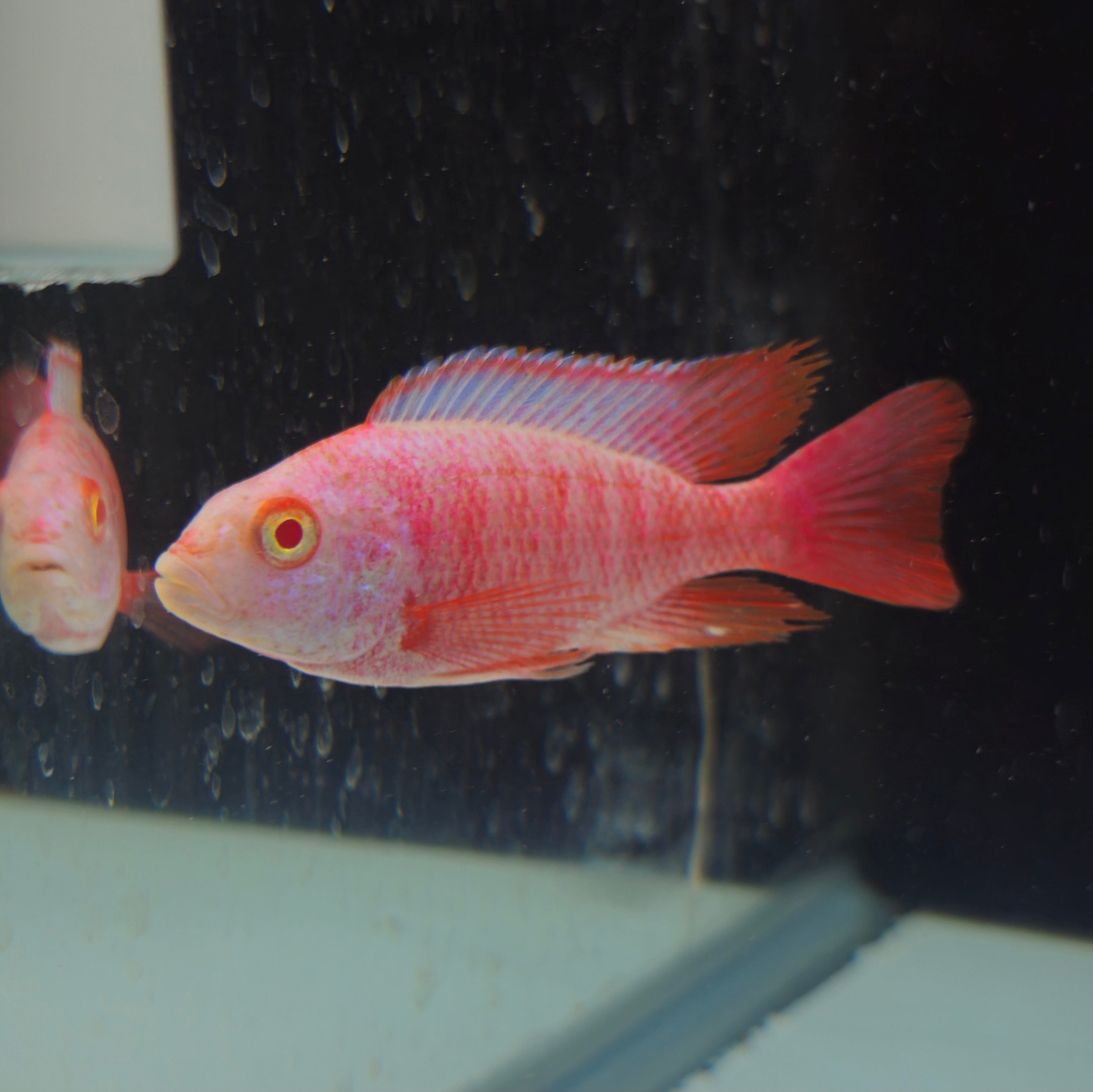 Pink Peacock – Global Exoticquatics