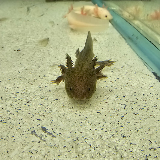 Axolotl