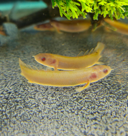 Albino Senegalus Bichir