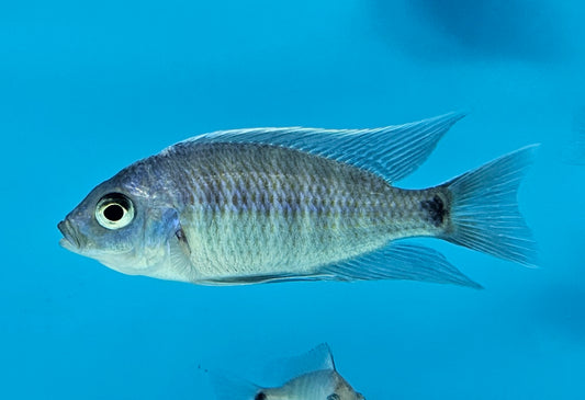 Copadichromis Cyaneus Zimbawe Rock
