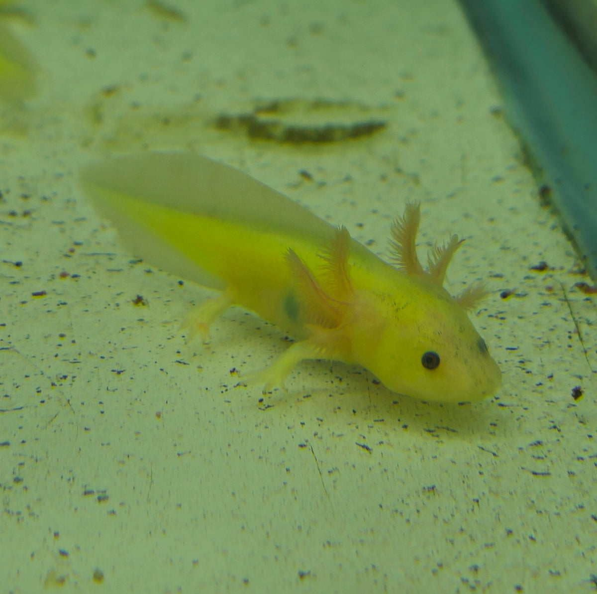 Axolotl