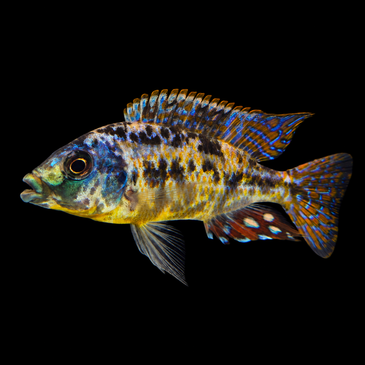 OB Euchillus