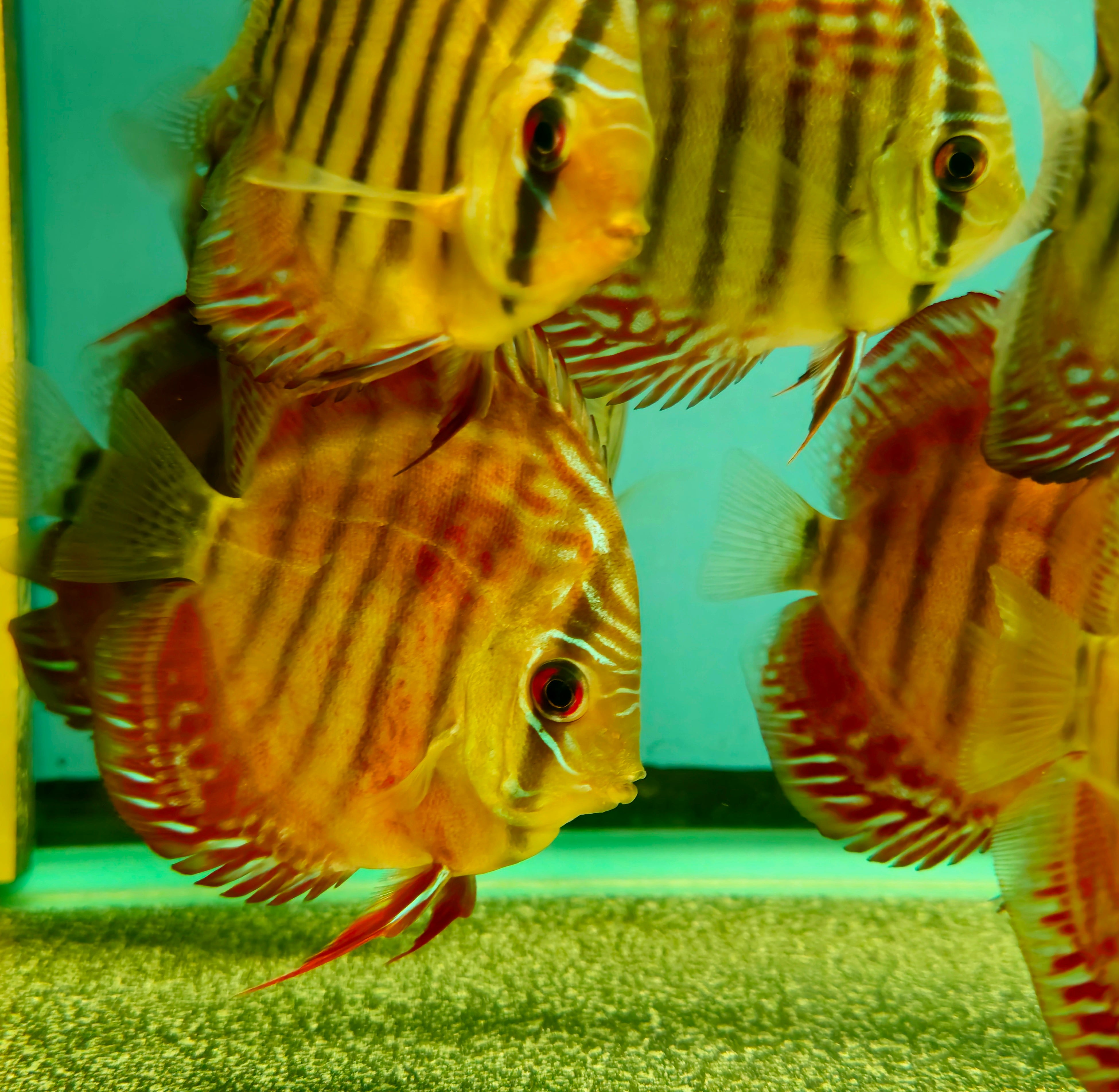 Wild Type F1 Discus – Global Exoticquatics