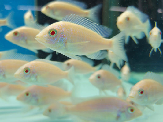 Albino White Lips