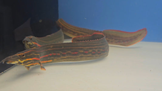 Fire Eel