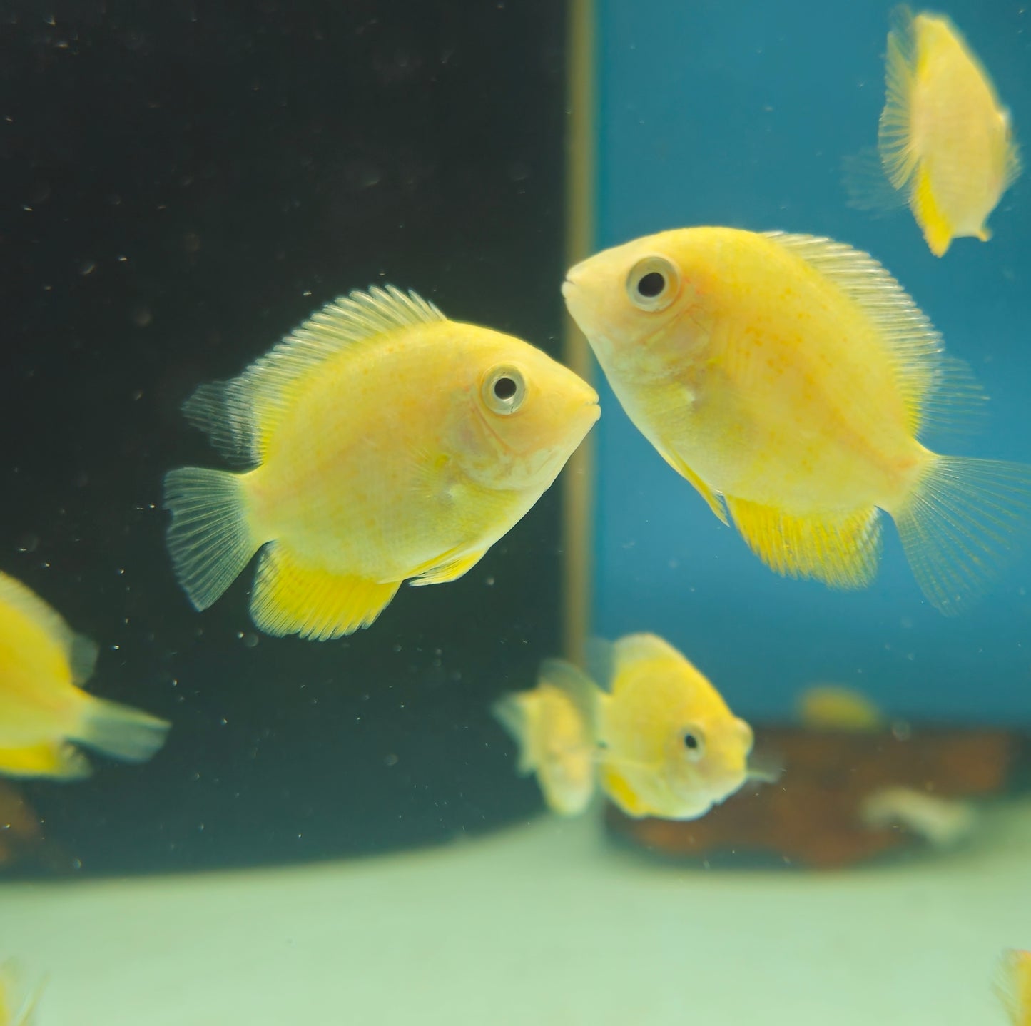 Gold Severum