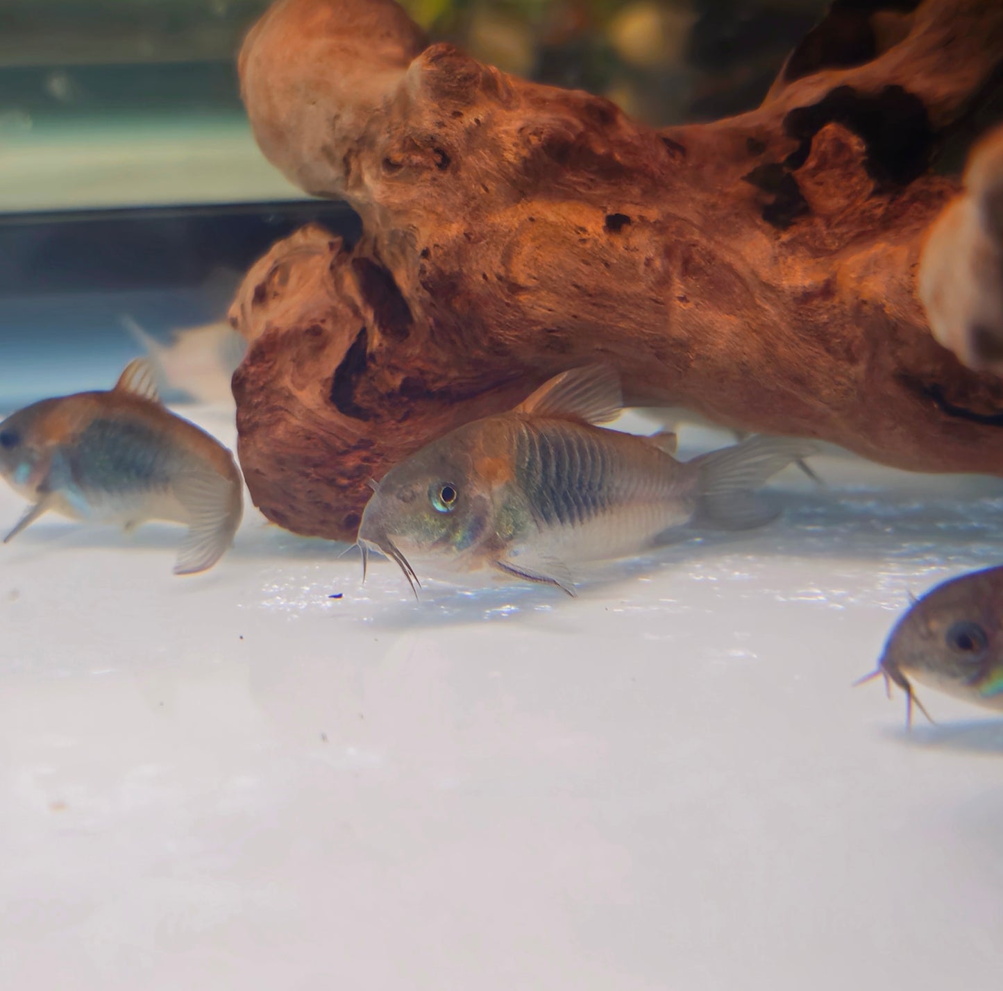 Orange Venezuela Cory