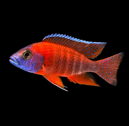 Super Red Ruby
