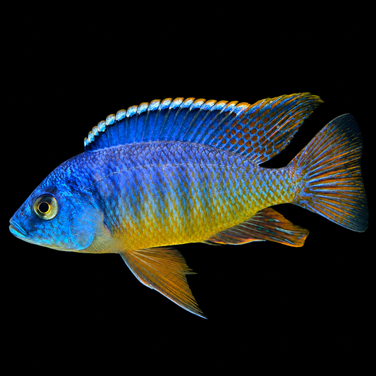 Blue Gold Hap