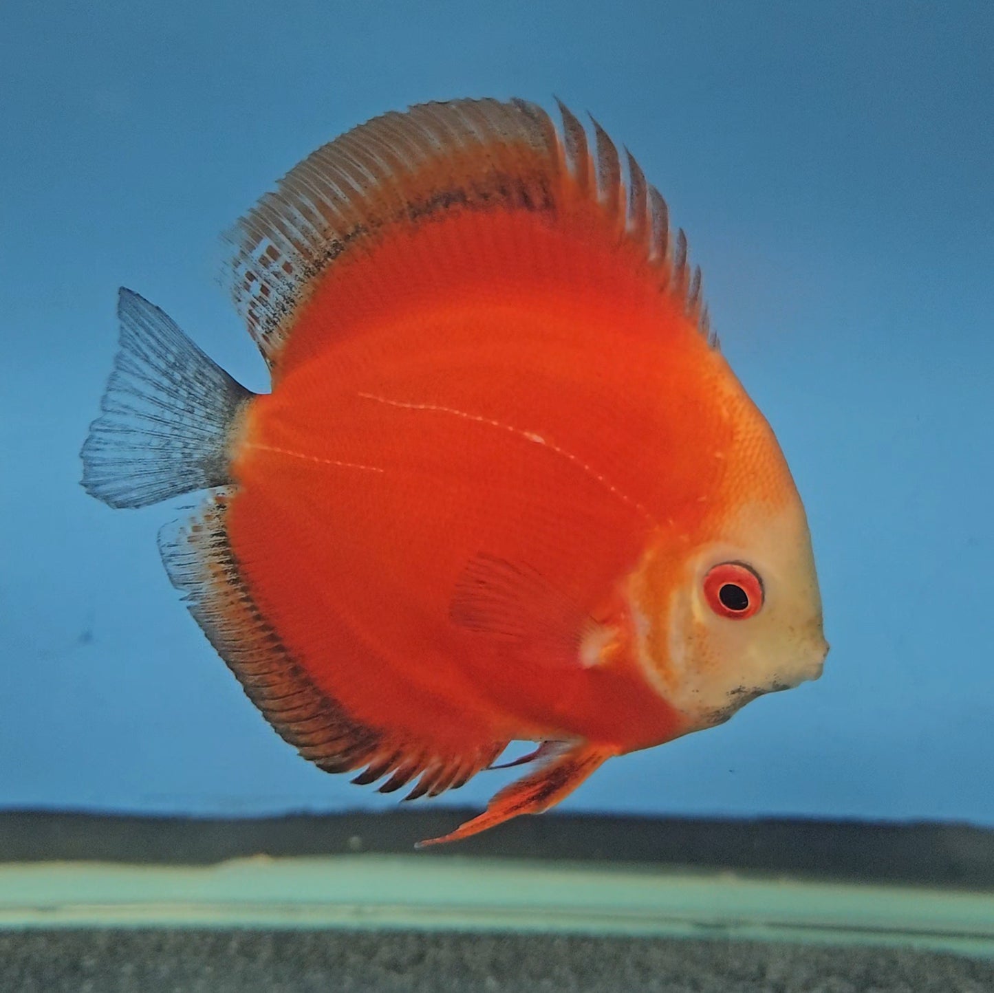Red Melon Discus