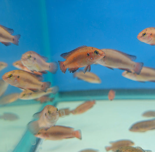 Turkana Jewel Cichlid