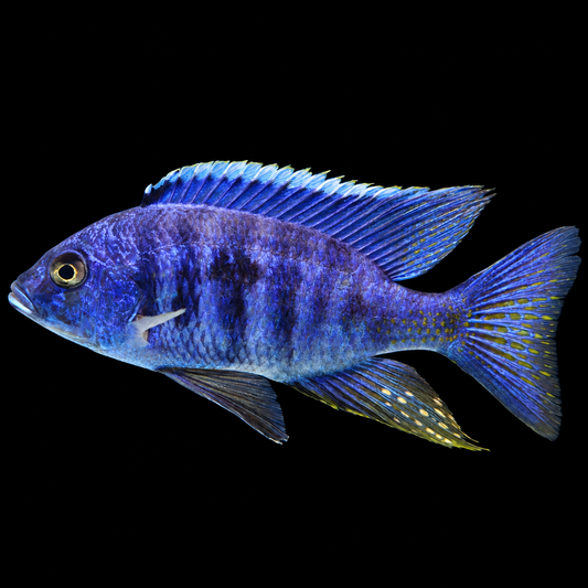Azureus