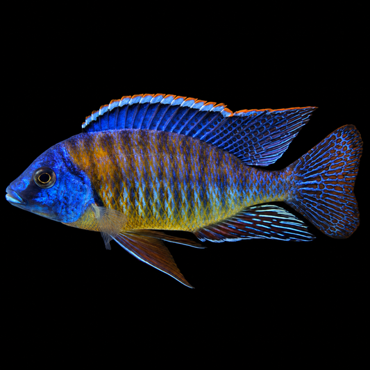 Tangerine Tiger