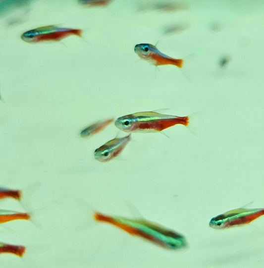 Cardinal Tetra