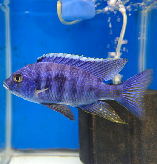 Azureus
