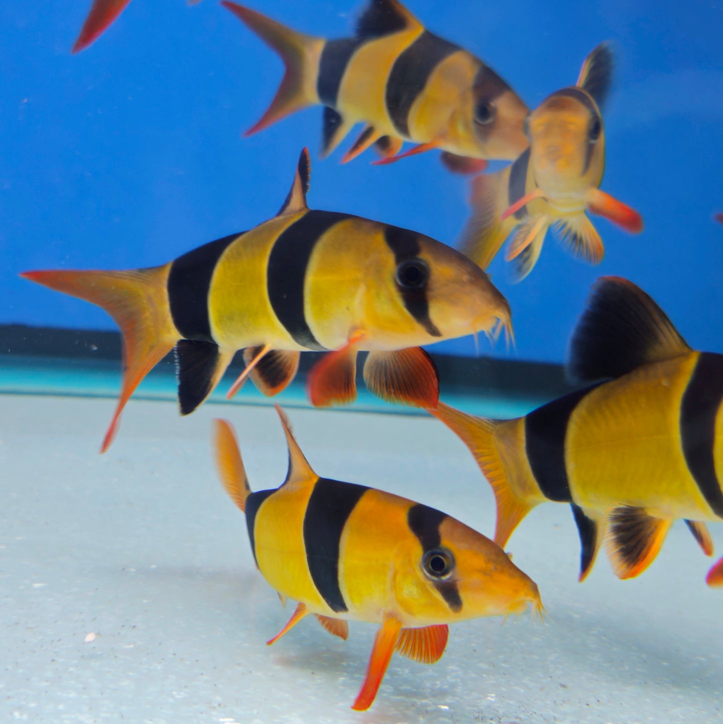 Clown Loach