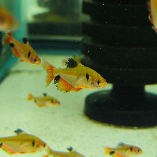 Red Minor Tetra