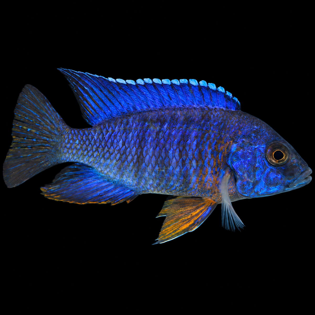 Blue Regal