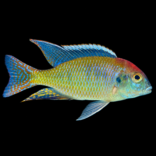 Red Cap Lethrinops