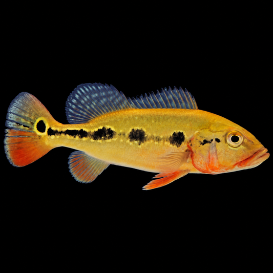 Fogo Peacock Bass