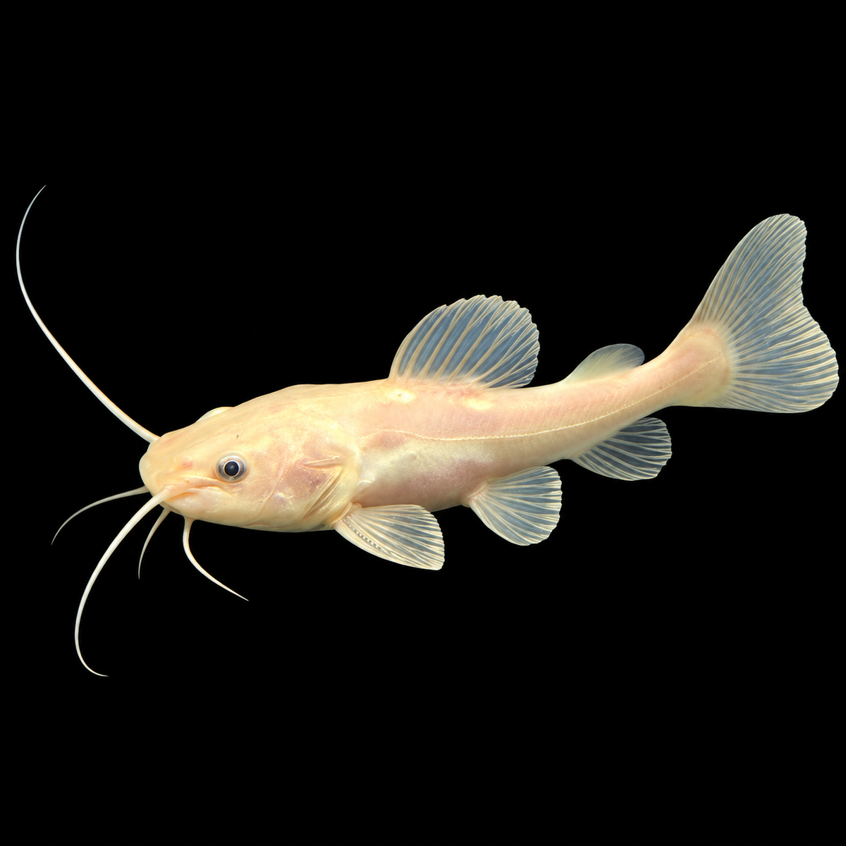 Phantom Redtail Catfish