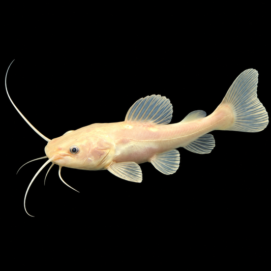 Phantom Redtail Catfish