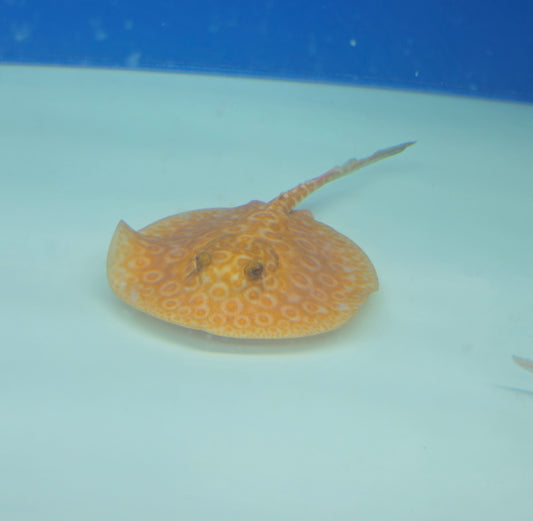 Albino Pearl Stingray