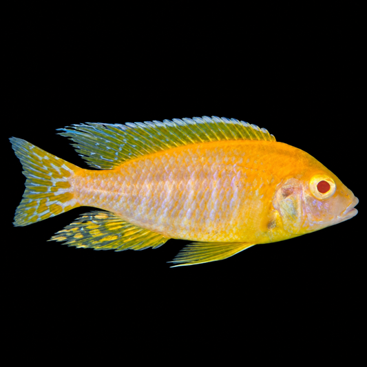 Albino Yellow
