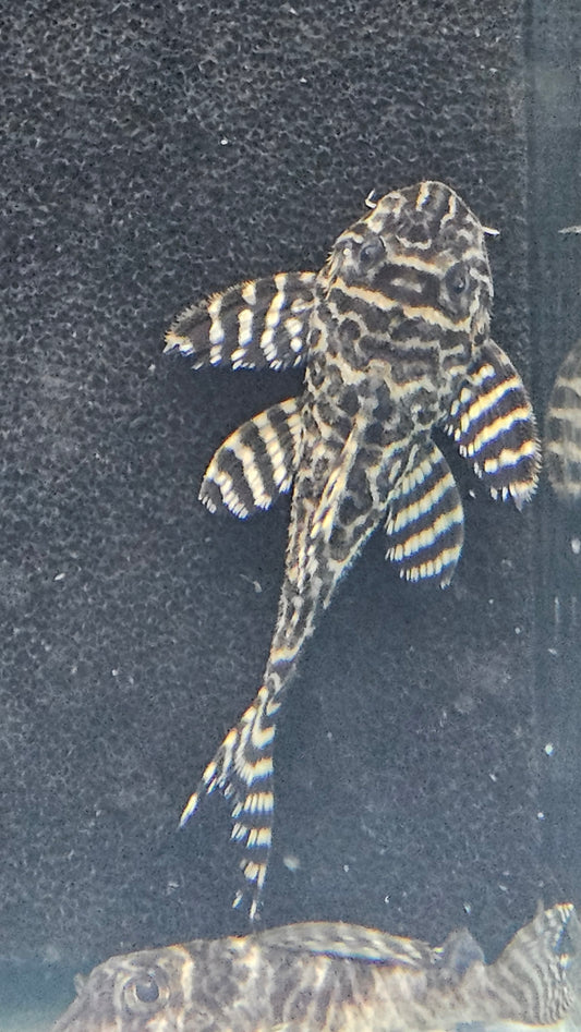 King Tiger Pleco L333