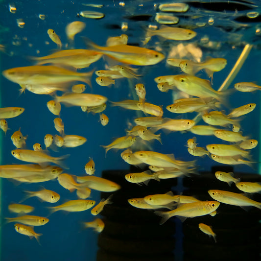 Giant Danio