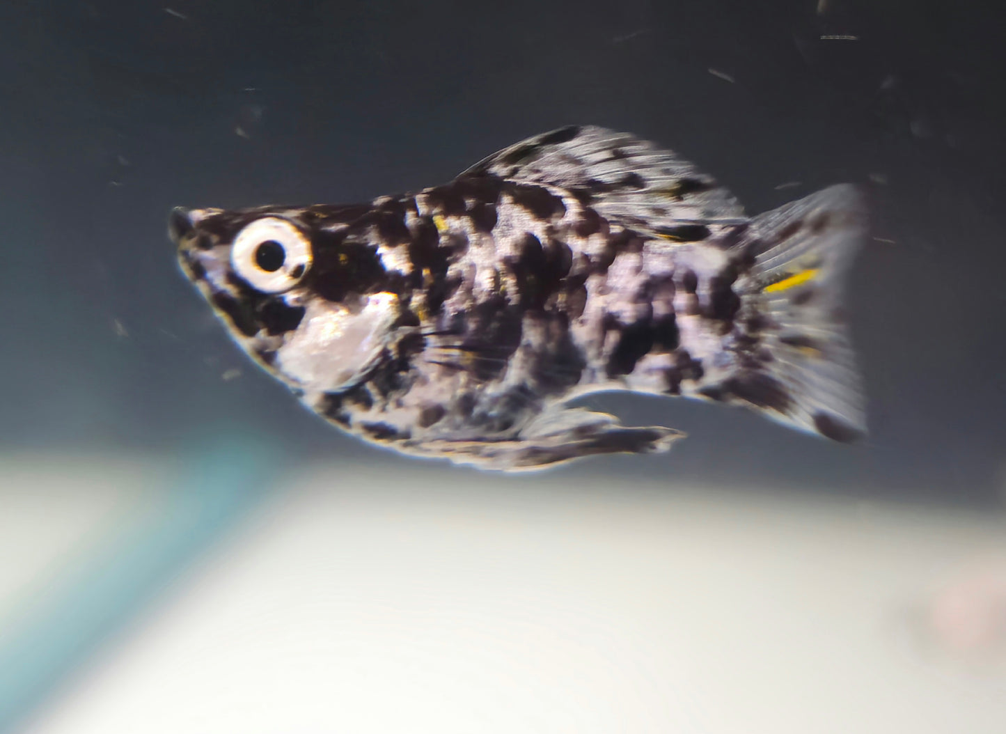 Marble Ballon Molly