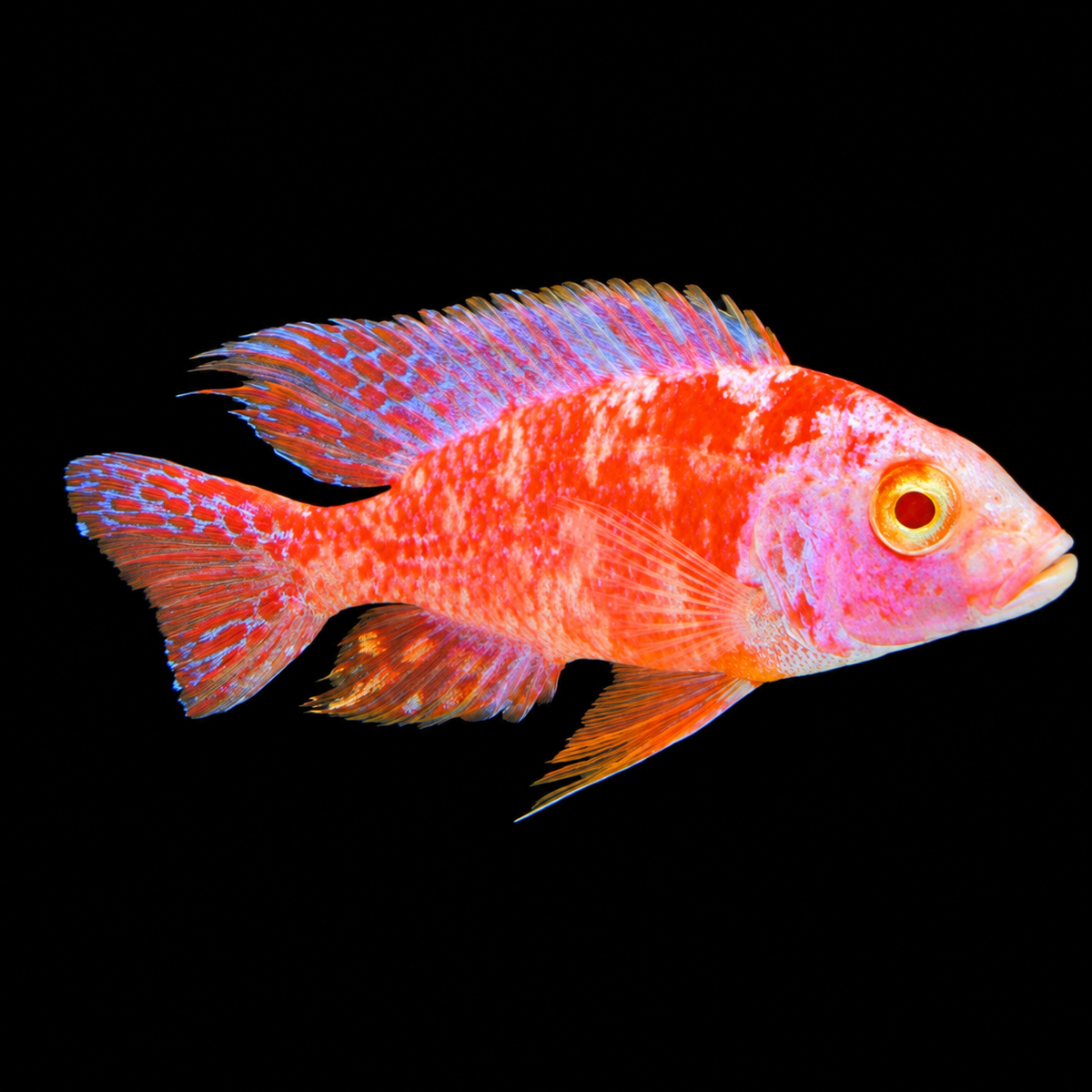 Albino OB