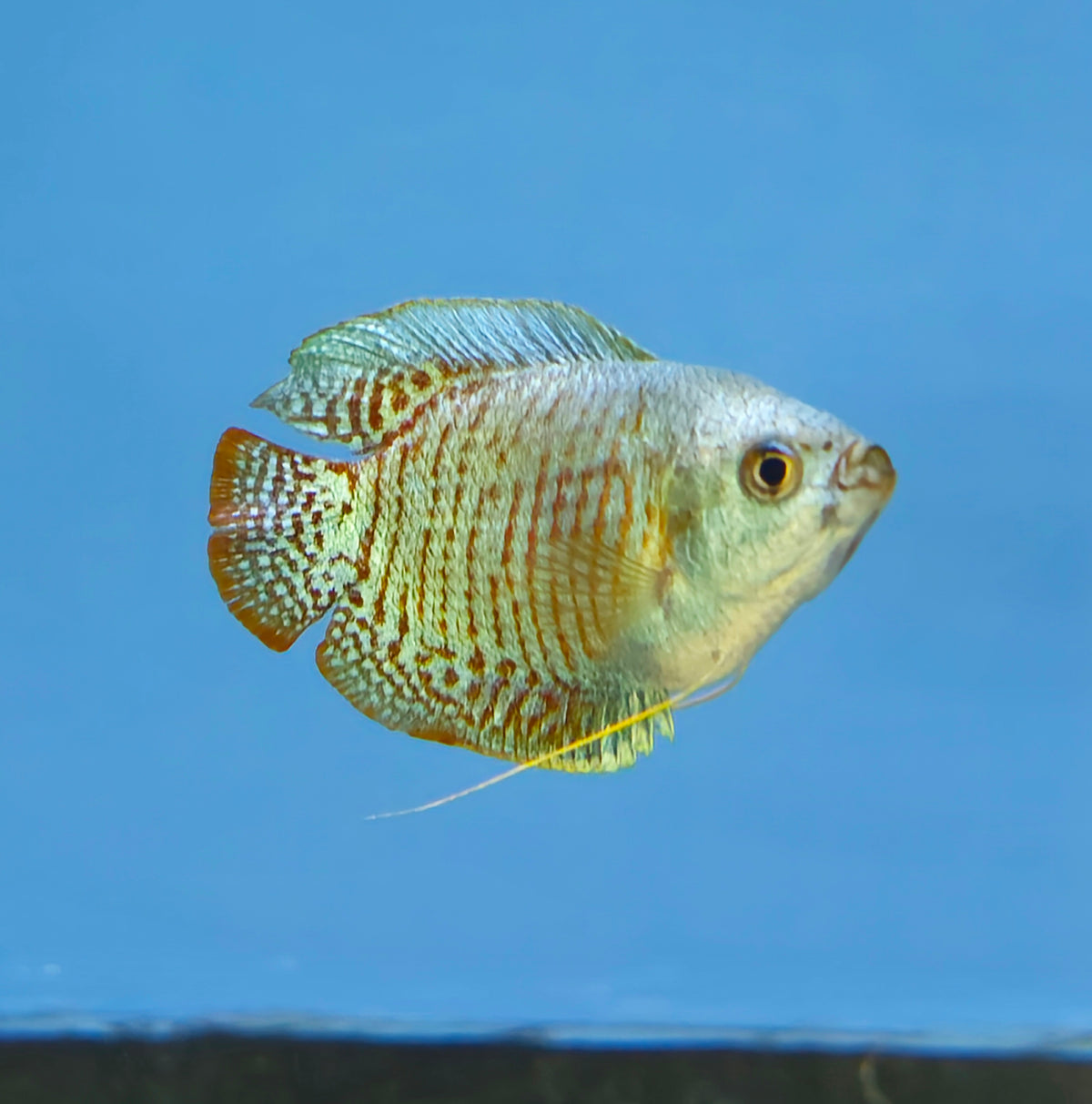 Dwarf Gourami