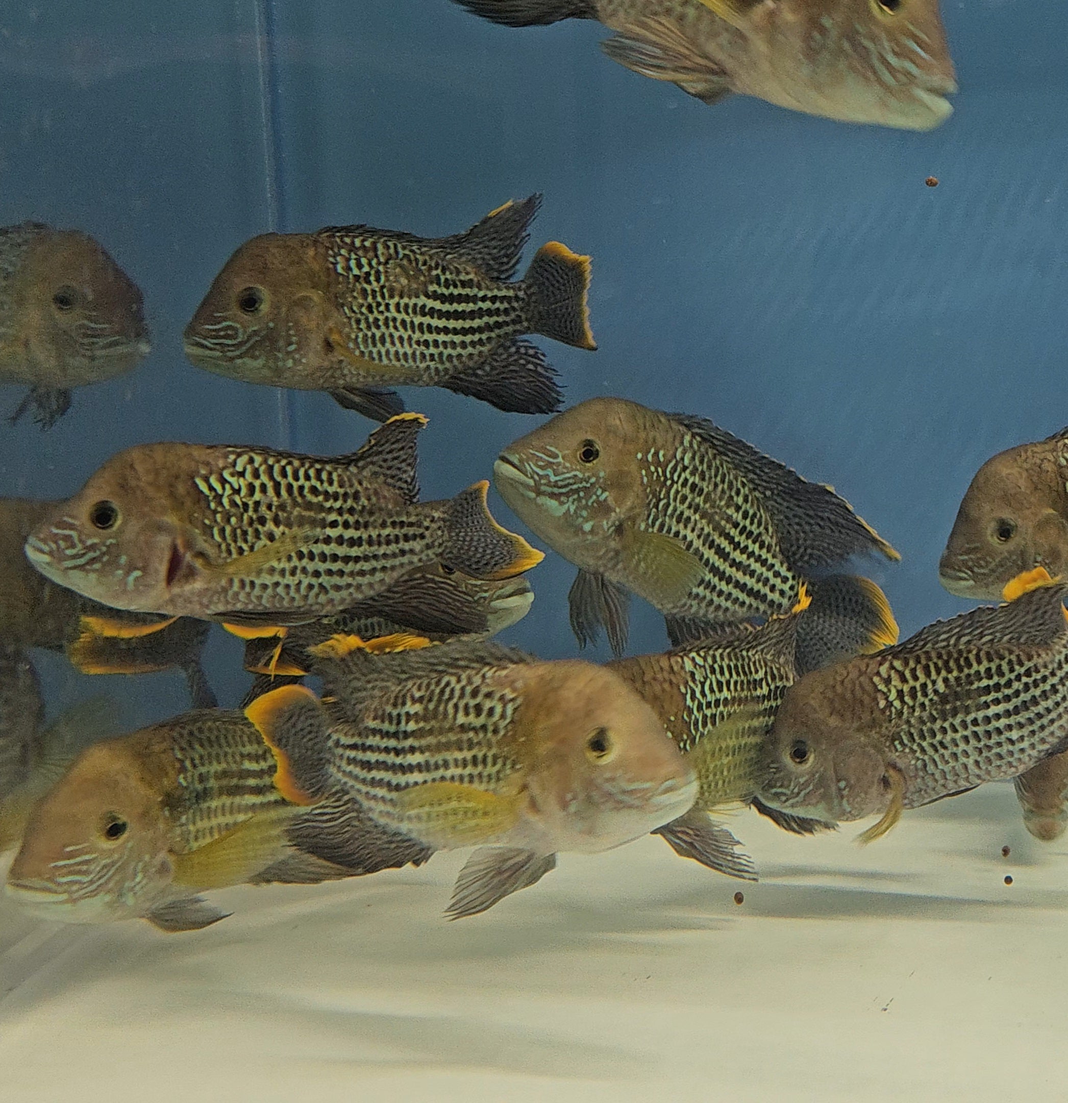 South/Central American Cichlids – Global Exoticquatics