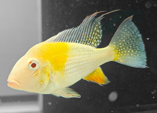 Albino Heckelii