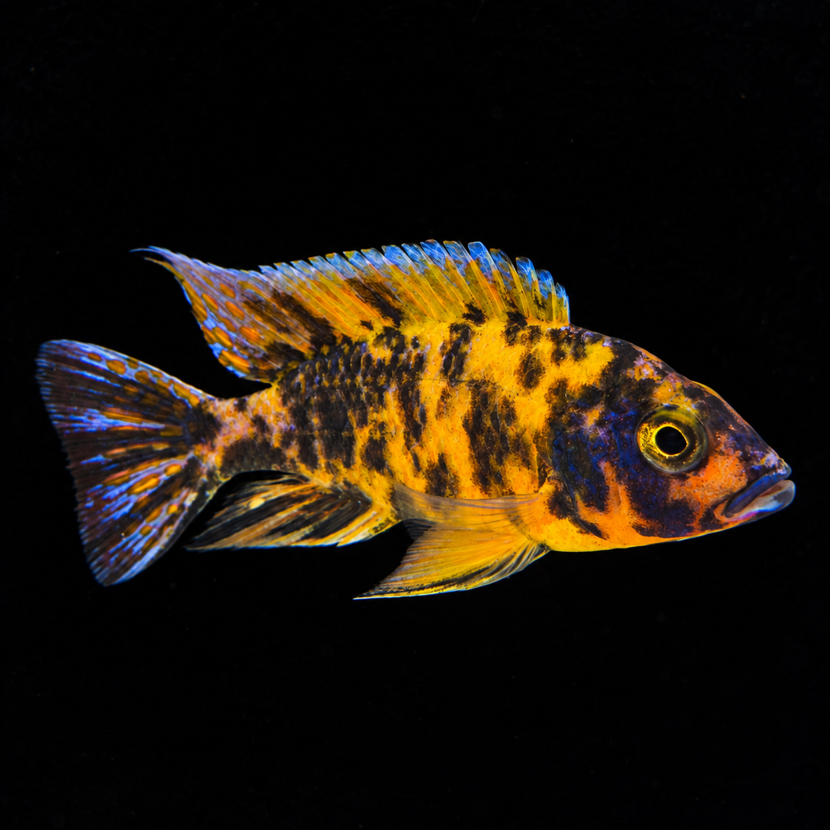 Orange OB