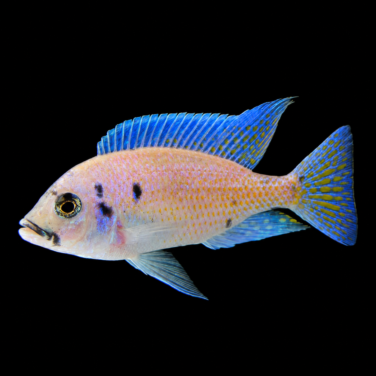 OB White Mloto